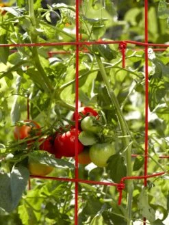 Tomato Cage, Single -Garden Care Store 34182 592 1