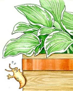 Copper Slug Tape -Garden Care Store 38 994 b