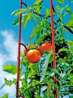 Tomato Ladders, Set Of 3 -Garden Care Store 38185 003E tif