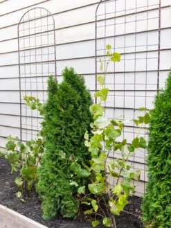 Jardin Flower Trellis -Garden Care Store 38689 6002 tif