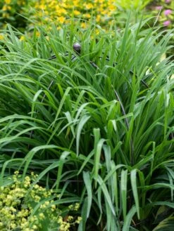 Jardin Bird Cage Support, 26" -Garden Care Store 39 521 0073 tif