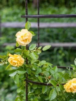 Jardin Round Obelisk, 7' -Garden Care Store 39 530 0052 tif