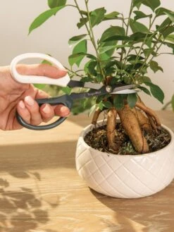 Japanese Pruning Scisssors 16 Japanese Pruning Scisssors -Garden Care Store 3 4 crop 8612968 0087