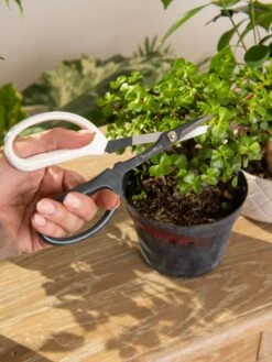 Japanese Pruning Scisssors 14 Japanese Pruning Scisssors -Garden Care Store 3 4 crop 8612968 0092