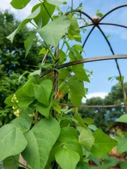 Jardin Tower -Garden Care Store 3 4 crop 8612997 0058