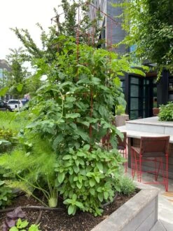 Tomato Towers, Set Of 2 -Garden Care Store 8587041 01IN tif