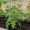 Pepper And Eggplant Cages, Set Of 3 -Garden Care Store 8587048 1073 tif