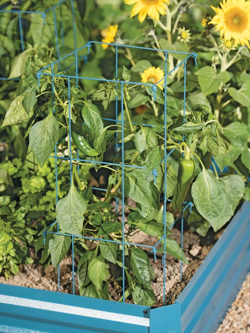 Pepper And Eggplant Cages, Set Of 3 5 Pepper And Eggplant Cages, Set Of 3 - Image 3