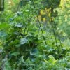Deluxe Cucumber Trellis -Garden Care Store 8587083 01IN