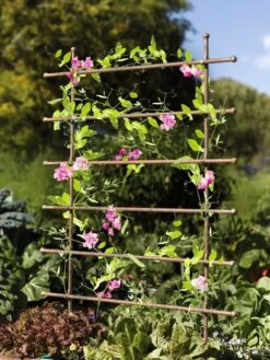 Jardin Ladder Trellis -Garden Care Store 8587107 083 tif