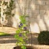 Jardin Pot Trellis 1 Jardin Pot Trellis -Garden Care Store 8587120 224 tif