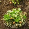 Strawberry Supports, Set Of 6 2 Strawberry Supports, Set Of 6 -Garden Care Store 8587970 1039 tif