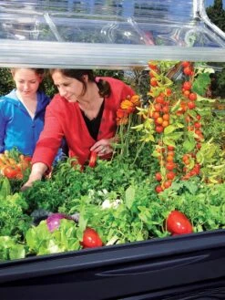 Canopia® By Palram Plant Inn™ Raised Bed Greenhouse, 4' X 4' -Garden Care Store 8588308 03V tif