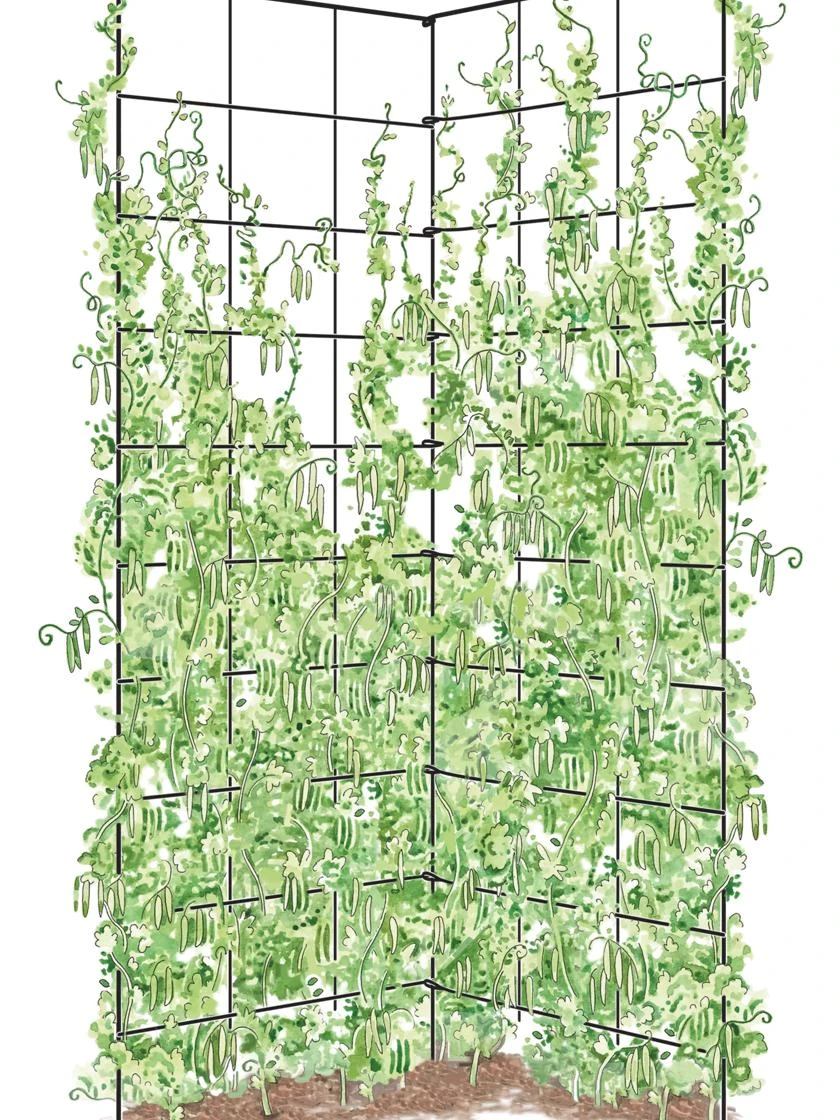 Two Panel Folding Trellis 4 Two Panel Folding Trellis - Image 2