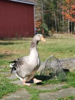 Chicken Wire Cloche 16 Chicken Wire Cloche -Garden Care Store 8590210 01IN tif