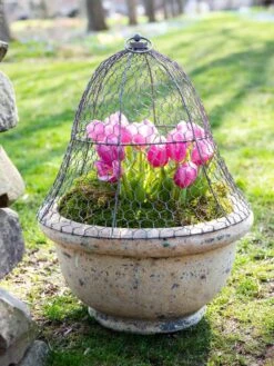 Chicken Wire Cloche 15 Chicken Wire Cloche -Garden Care Store 8590210 021 tif