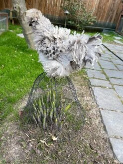 Chicken Wire Cloche 17 Chicken Wire Cloche -Garden Care Store 8590210 02CUST tif