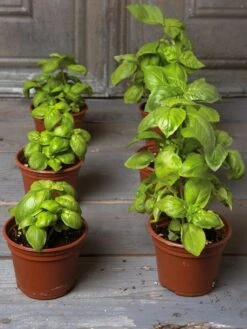 Organic Self-Watering Potting Mix, 20 Qts. -Garden Care Store 8592212 3979 001E tif 3