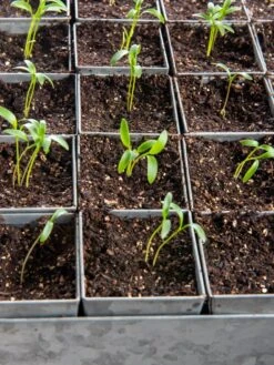 Seed Starting Mix, 9 Qts. -Garden Care Store 8592212 6177