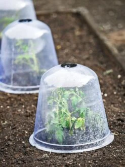 Large Garden Cloches, Set Of 3 -Garden Care Store 8593984 9432 tif