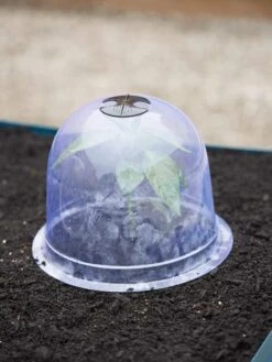 Medium Garden Cloches, Set Of 6