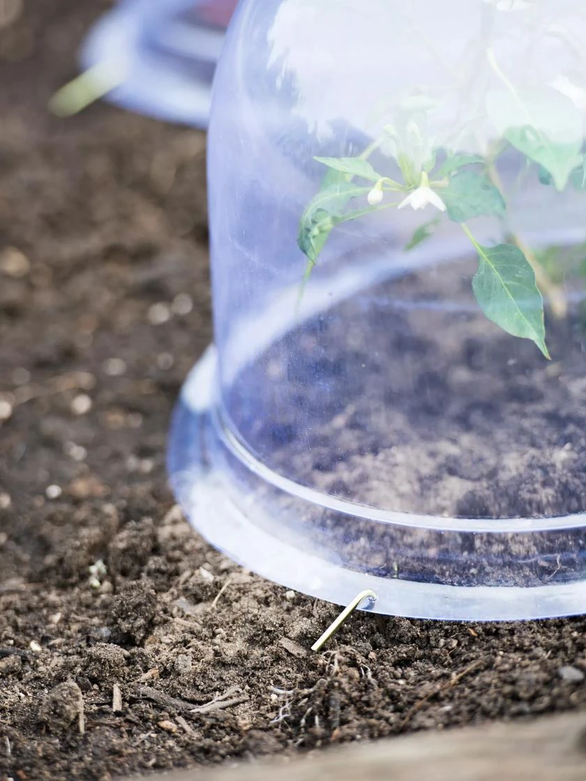 Medium Garden Cloches, Set Of 6 5 Medium Garden Cloches, Set Of 6 - Image 3