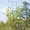 Mammoth Tomato Towers, Set Of 2 -Garden Care Store 8595740 4437 tif