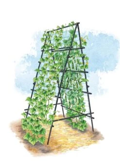 Titan A-Frame Trellis 7 Titan A-Frame Trellis -Garden Care Store 8595755 TitanAFrame art tif