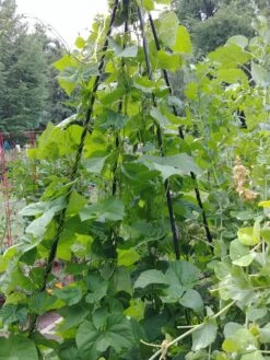 Titan Teepee Trellis -Garden Care Store 8595757 01EMP tif