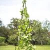 Titan Teepee Trellis -Garden Care Store 8595757 1206 titan teepee cucumber peas beans tif