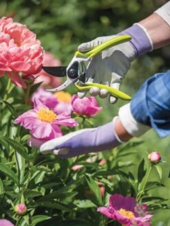 Gardener's Pro Pruner #2 8 Gardener's Pro Pruner #2 -Garden Care Store 8596605 1261 tif