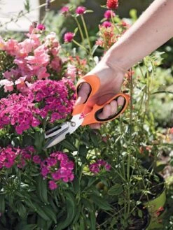 Gardener's Multi Purpose Scissors -Garden Care Store 8608655 19551 tif
