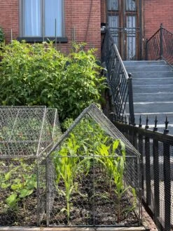 Chicken Wire Crop Coop 25 Chicken Wire Crop Coop -Garden Care Store 8609080 02CUST tif