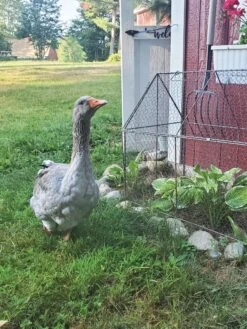 Chicken Wire Crop Coop 23 Chicken Wire Crop Coop -Garden Care Store 8609080 02IN tif