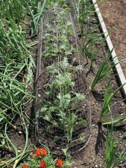 Chicken Wire Row Cloche Expandable Extra Large 3N1 -Garden Care Store 8609412 5903 tif