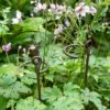 Arden Single Stem Supports, Set Of 2 2 Arden Single Stem Supports, Set Of 2 -Garden Care Store 8609887 8022 tif