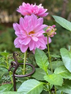 Arden Single Stem Supports, Set Of 2 -Garden Care Store 8610375 5703 tif