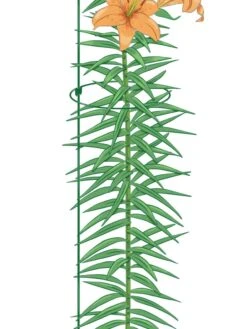 Peacock Mini Plant Support Rings 8", Set Of 2 -Garden Care Store 8610388 Peacock8x36 tif