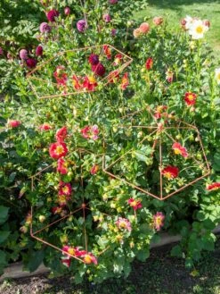 Parasol Plant Supports, Set Of 3 13 Parasol Plant Supports, Set Of 3 -Garden Care Store 8611129 050 tif