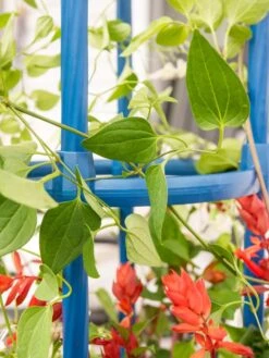 Fleur De Lis Obelisk, 67" -Garden Care Store 8611663 0607 tif