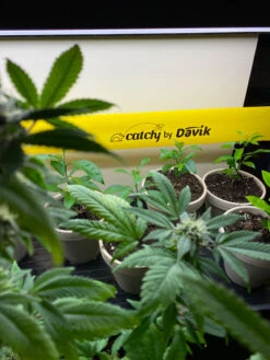 Catchy Natural Greenhouse Pest Protection Sticky Roll, 30’ 9 Catchy Natural Greenhouse Pest Protection Sticky Roll, 30’ -Garden Care Store 8611979 8004