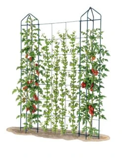 Zenith Trellis -Garden Care Store 8612036 art tif