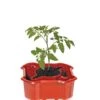 Deluxe Tomato Halos, Set Of 2 -Garden Care Store 8612045 2009 tif