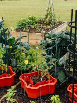 Deluxe Tomato Halos, Set Of 2 17 Deluxe Tomato Halos, Set Of 2 -Garden Care Store 8612045 226 tif