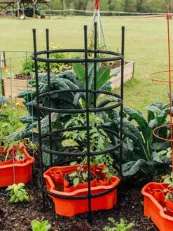 Deluxe Tomato Halos, Set Of 2 16 Deluxe Tomato Halos, Set Of 2 -Garden Care Store 8612045 228 tif