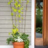 Flock Of Friends Pot Trellis 2 Flock Of Friends Pot Trellis -Garden Care Store 8612635 0081 flock of friends pot trellis