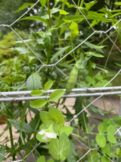 Chicken Wire Pea Trellis -Garden Care Store 8612718 7307