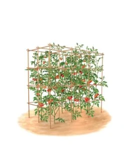 Tomato Six Pack Support 17 Tomato Six Pack Support -Garden Care Store 8613143 art flat