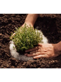 Hortiwool ®, 5 Pad Pack -Garden Care Store 8613263 06v