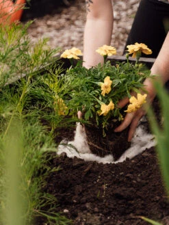 Hortiwool ®, 5 Pad Pack -Garden Care Store 8613263 12v